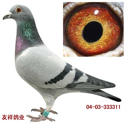 东方不败之女311